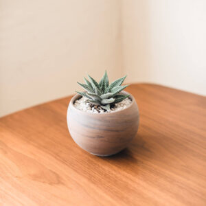 Table succulent plant